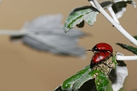 Melasoma populi (Crisomela del pioppo in accoppiamento) 2